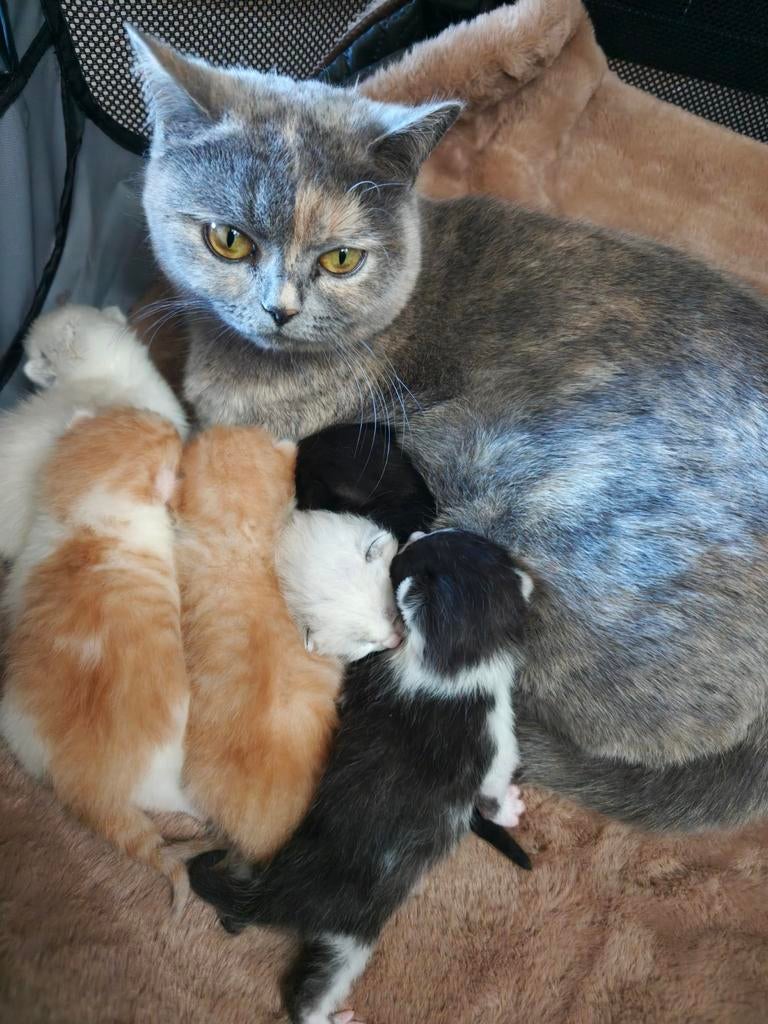 Britsekorthaar/ragdoll kittens, Dieren en Toebehoren, Katten en Kittens | Overige Katten, Meerdere dieren, Kortharig, 0 tot 2 jaar