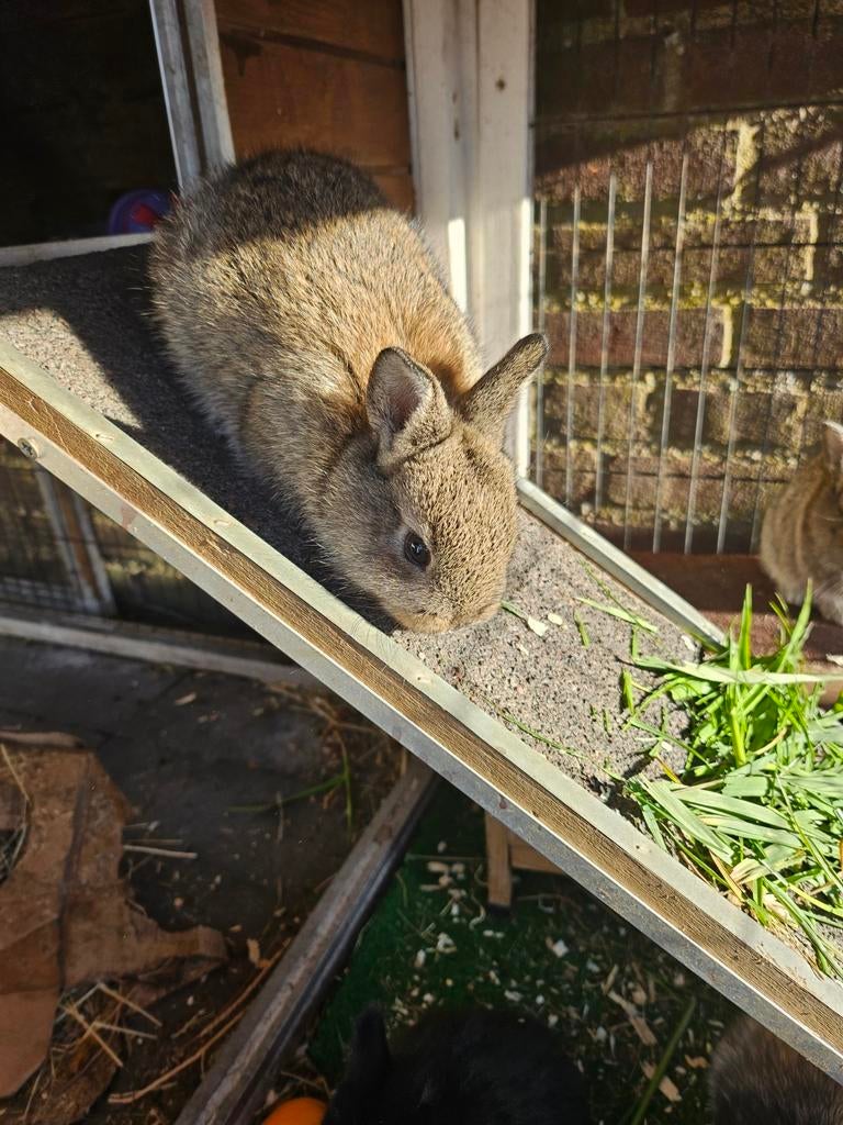 Babykonijntjes mannetjes en vrouwtjes, Dieren en Toebehoren, Meerdere dieren, Dwerg