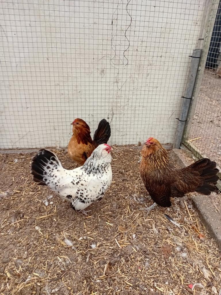 Antwerpse baardkrielen, Vrouwelijk, Kip