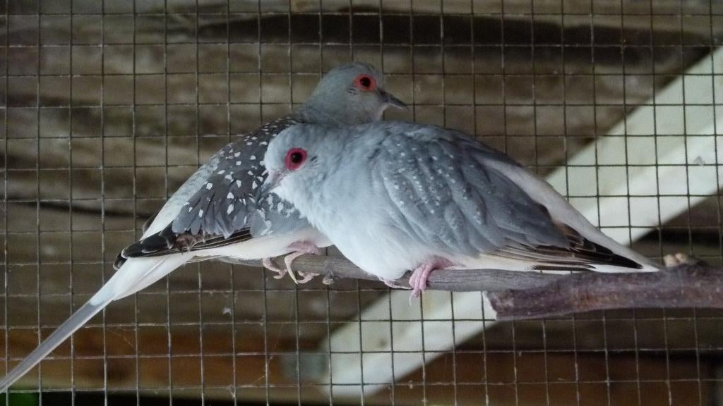 Diamantduifjes (witstuit), Dieren en Toebehoren, Vogels | Overige Vogels, Meerdere dieren, Tropenvogel