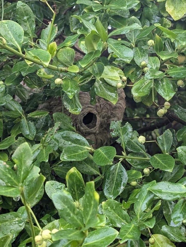 Aziatische hoornaar,  ,Vrijwillige basis, Dieren en Toebehoren