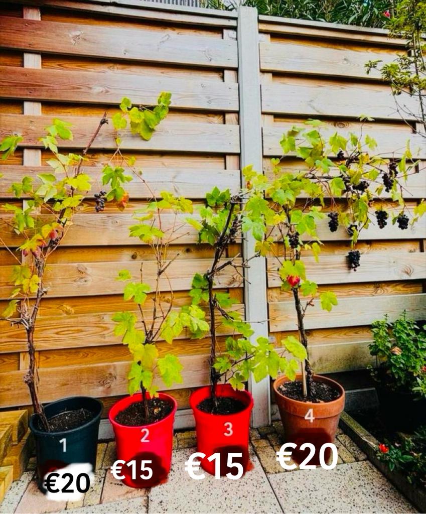 Druivenplanten, Ophalen of Verzenden, Overige soorten, Minder dan 100 cm