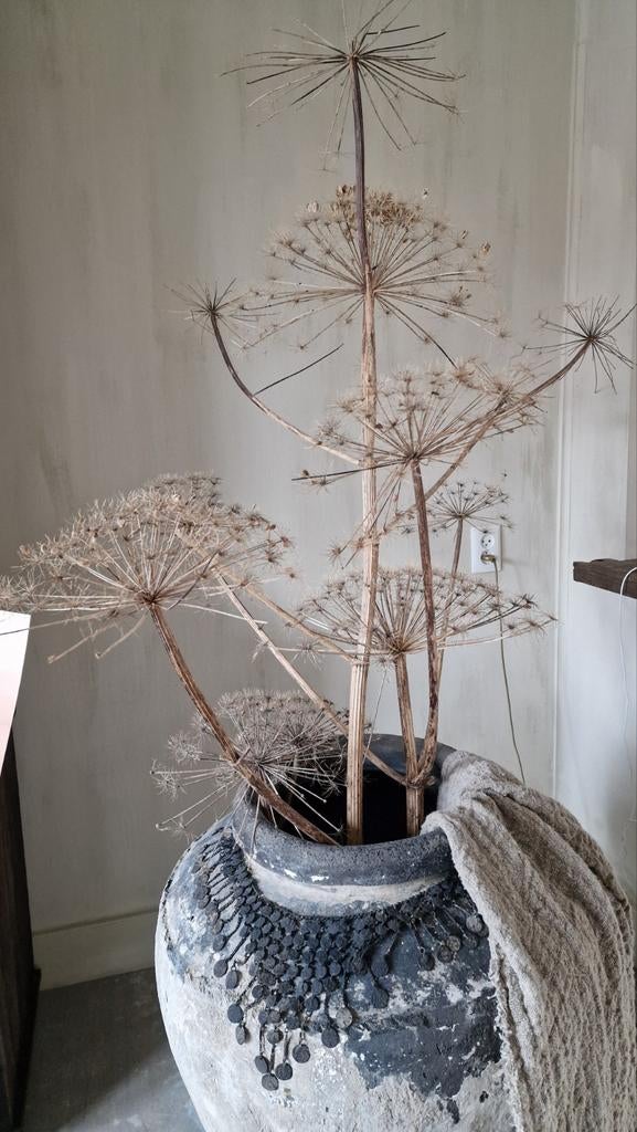 Gedroogde Berenklauw decoratie, Ophalen, Overige materialen, Gebruikt, Overige kleuren