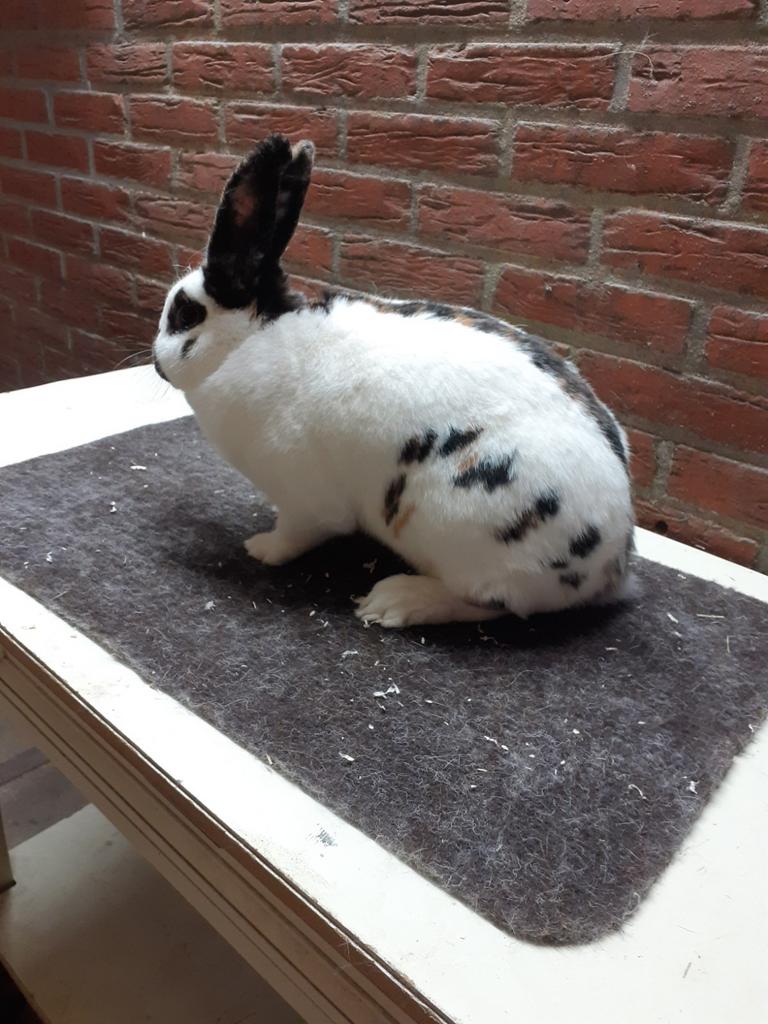 Te koop rijnlander voedster, Dieren en Toebehoren, Vrouwelijk