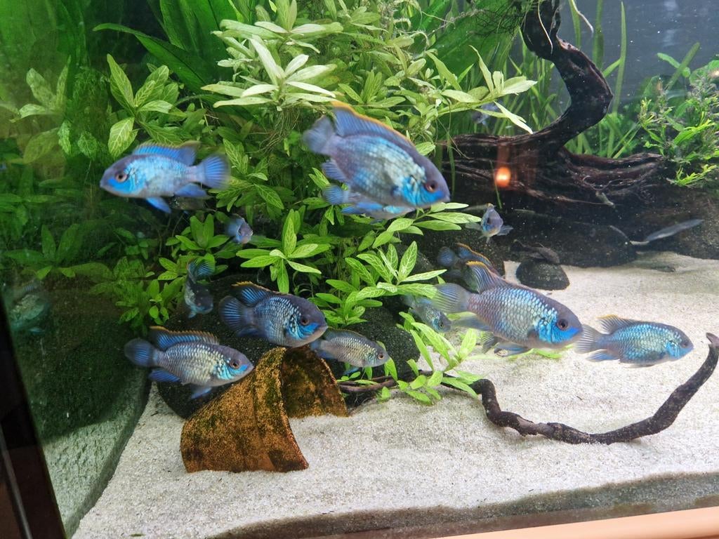 Aequidens pulcher (electric blue acara), Dieren en Toebehoren, Vissen | Aquariumvissen, Vis, Zoetwatervis
