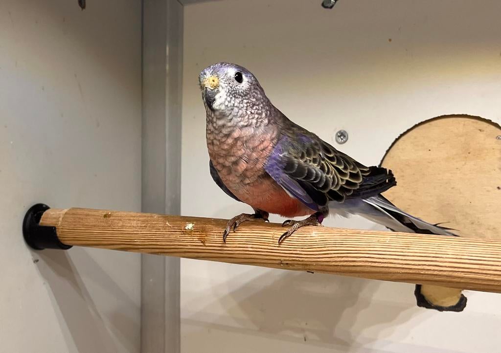 Bourke wildkleur (man), Dieren en Toebehoren, Vogels | Parkieten en Papegaaien, Mannelijk, Parkiet, Geringd