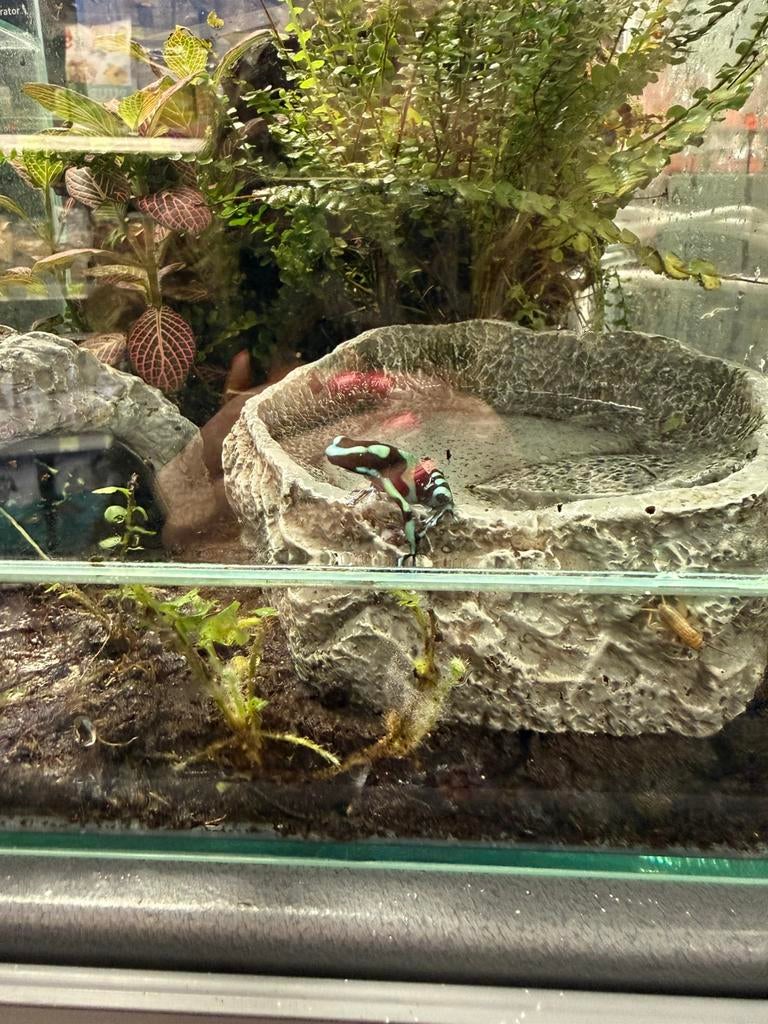 Dendrobates Auratus Costa Rica, 0 tot 2 jaar