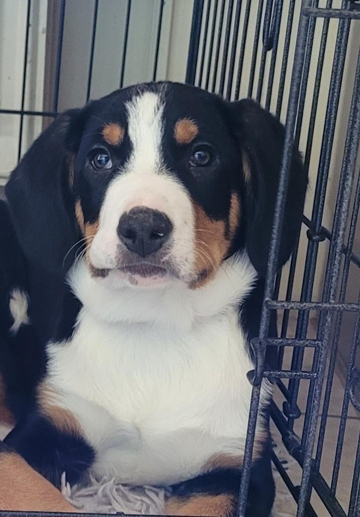 Entlebucher Sennenhond pup, Ophalen