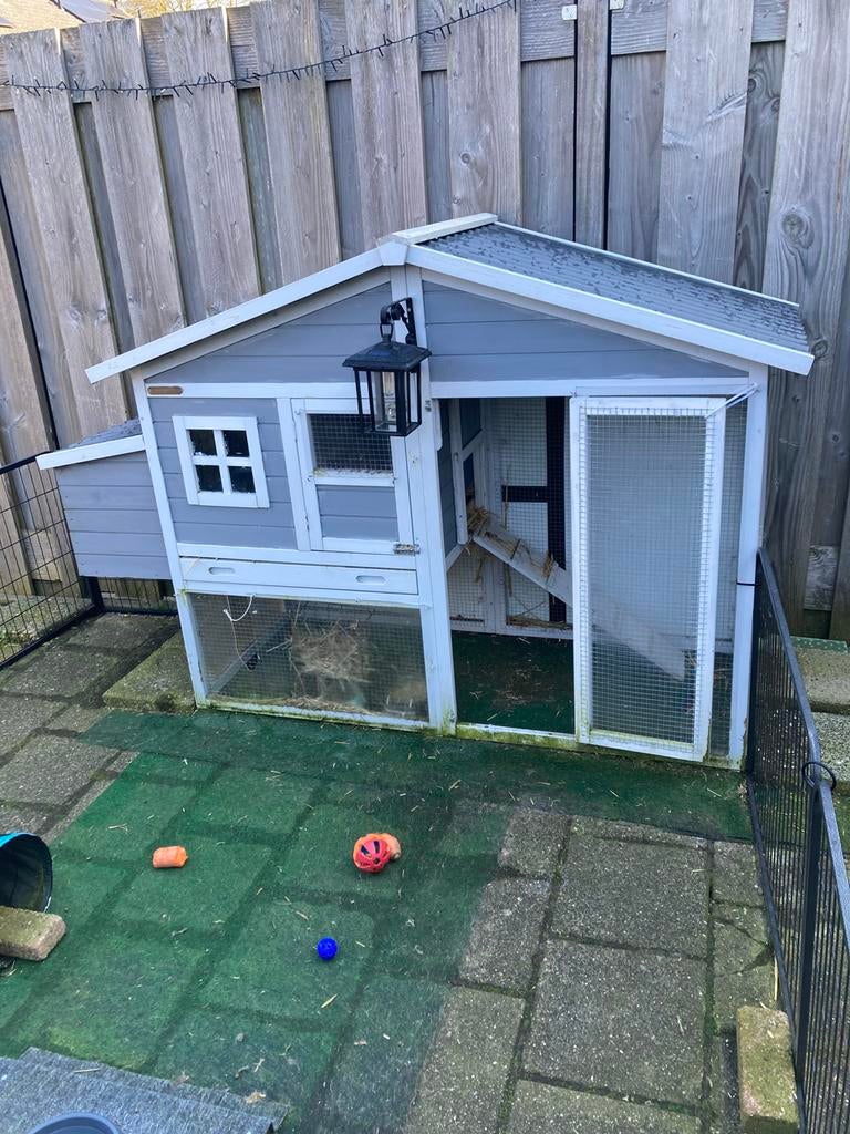 3 lieve konijnen met toebehoren, 2 dames, 1 ram gecastereerd, Dieren en Toebehoren, Mannelijk, Dwerg, 0 tot 2 jaar