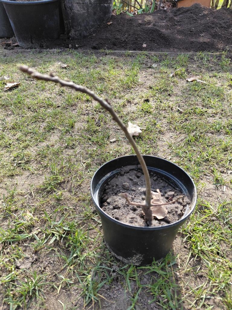 Tamme kastanje, Overige soorten, Minder dan 100 cm, Zomer, Ophalen