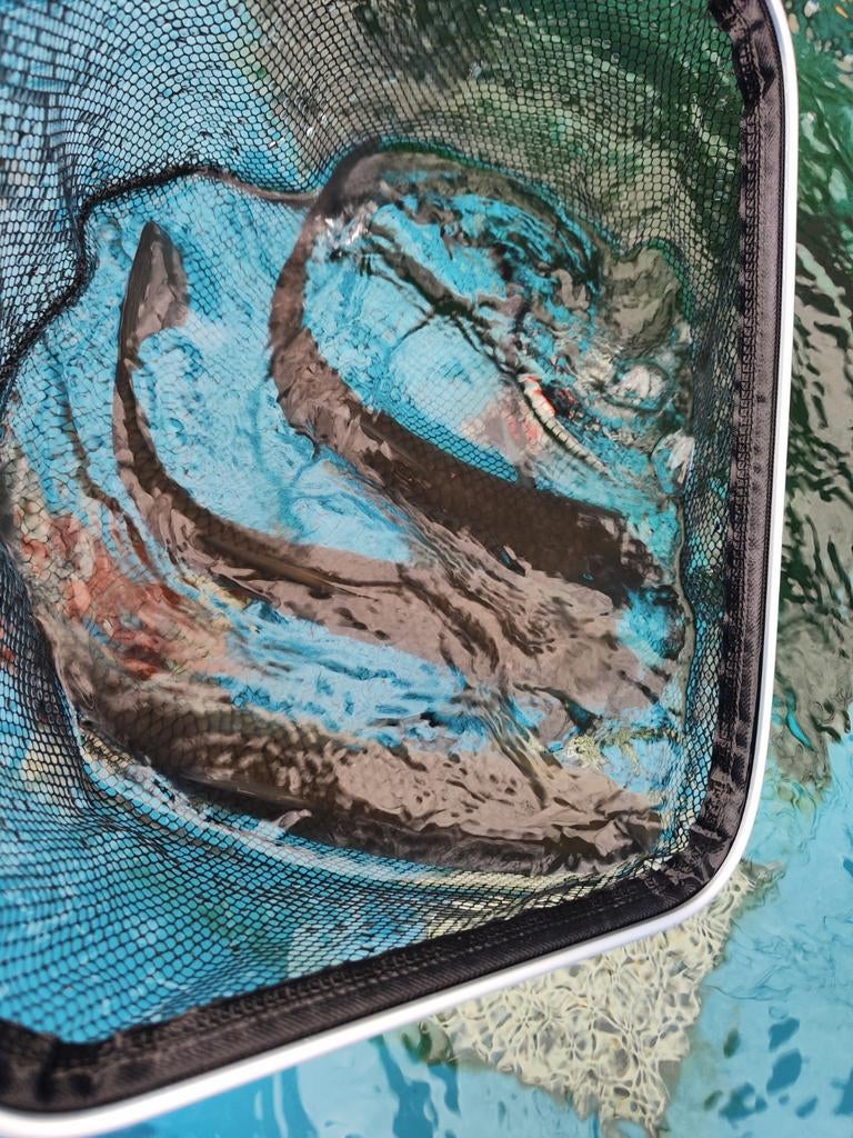 Graskarper 30-40 cm desgewenst bezorgd aan huis, Karper of Koi