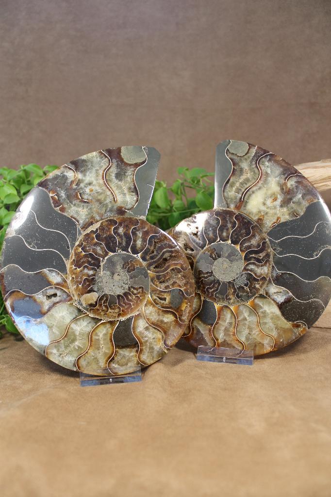 Ammonieten, Verzamelen, Mineralen en Fossielen, Ophalen of Verzenden, Fossiel