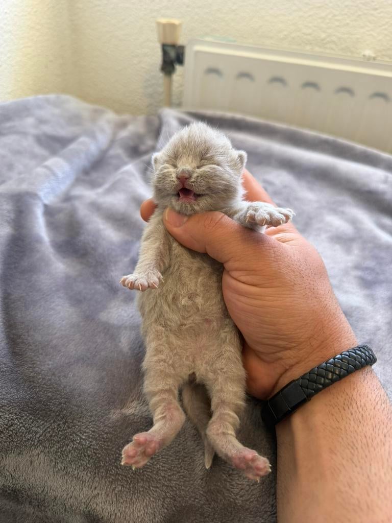 Britse Korthaar Kittens, Dieren en Toebehoren, Meerdere dieren, Ontwormd