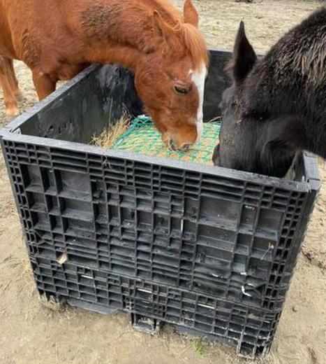 Slowfeeder te koop diervriendelijk, Ophalen, Zo goed als nieuw, Overige soorten