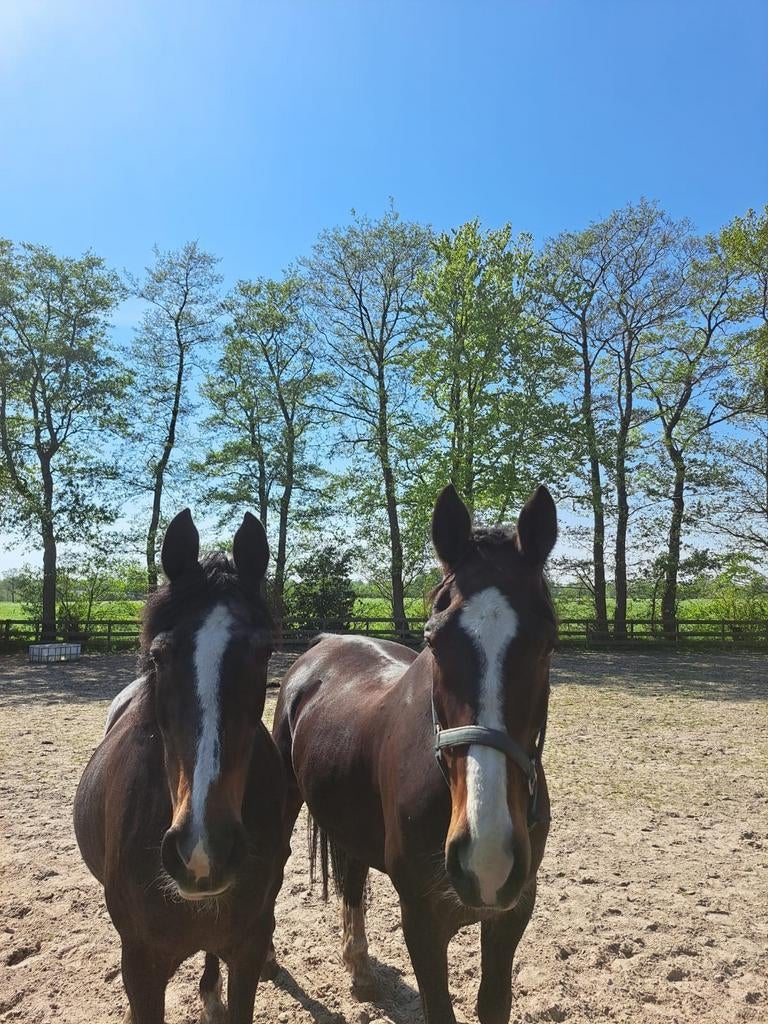 Gezocht: weidegang voor de zomermaanden, Dieren en Toebehoren, Weidegang