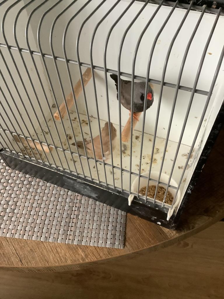 Zebravinken charcoal, Dieren en Toebehoren, Meerdere dieren