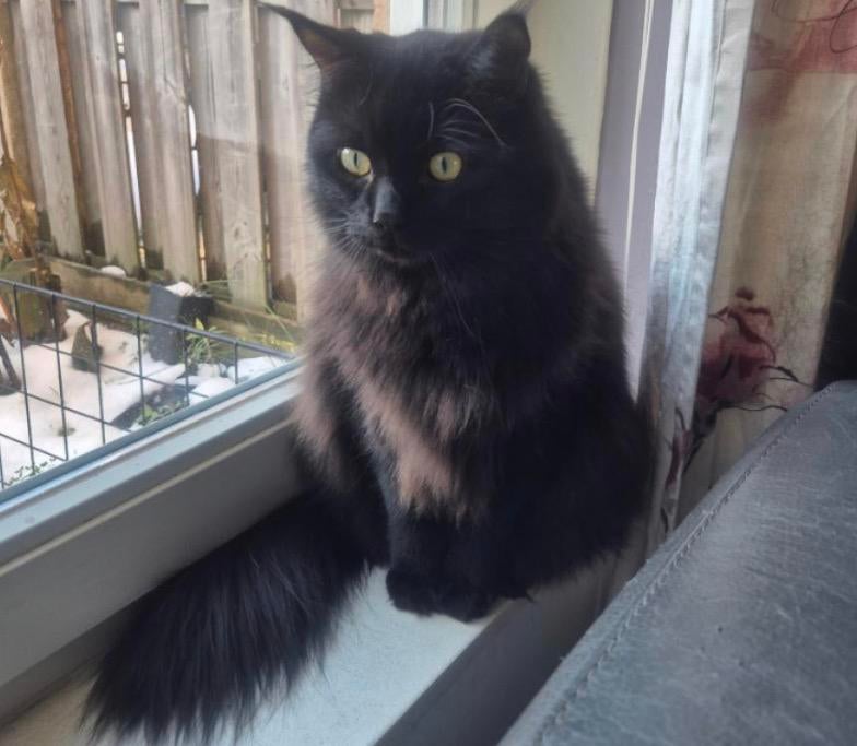 Ragdoll zwartharige kat, Dieren en Toebehoren, Kater, Gechipt, 0 tot 2 jaar