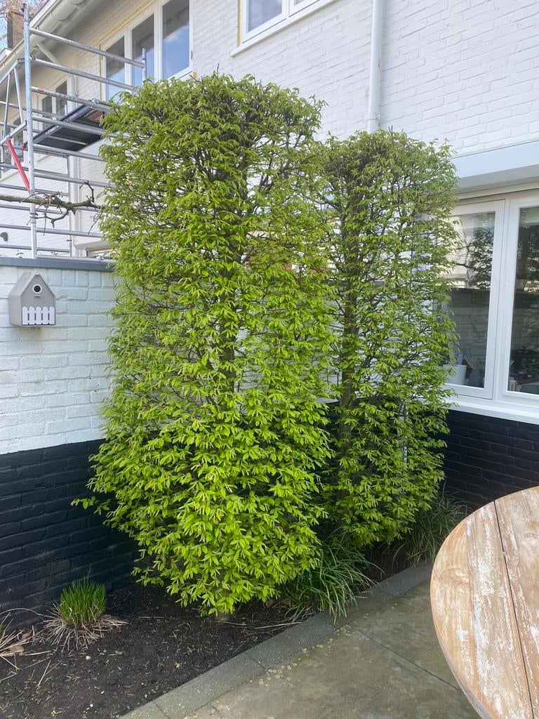 Beukenhaag volwassen 2,50 hoog en gezond, Ophalen, Beukenhaag, Haag, 250 cm of meer
