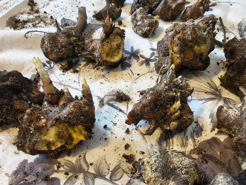 Yacon broedknollen, Ophalen of Verzenden, Voorjaar, Volle zon, Knol