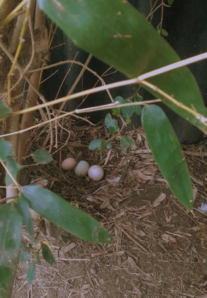 Verse eendeneieren - Vol van smaak, Diversen, Levensmiddelen, Ophalen