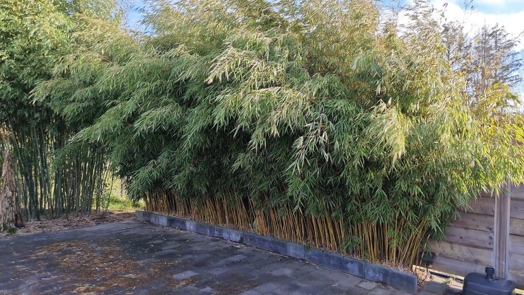 Bamboe planten Bamboe haag., Tuin en Terras, Ophalen of Verzenden, Bloeit niet, Overige soorten, Halfschaduw