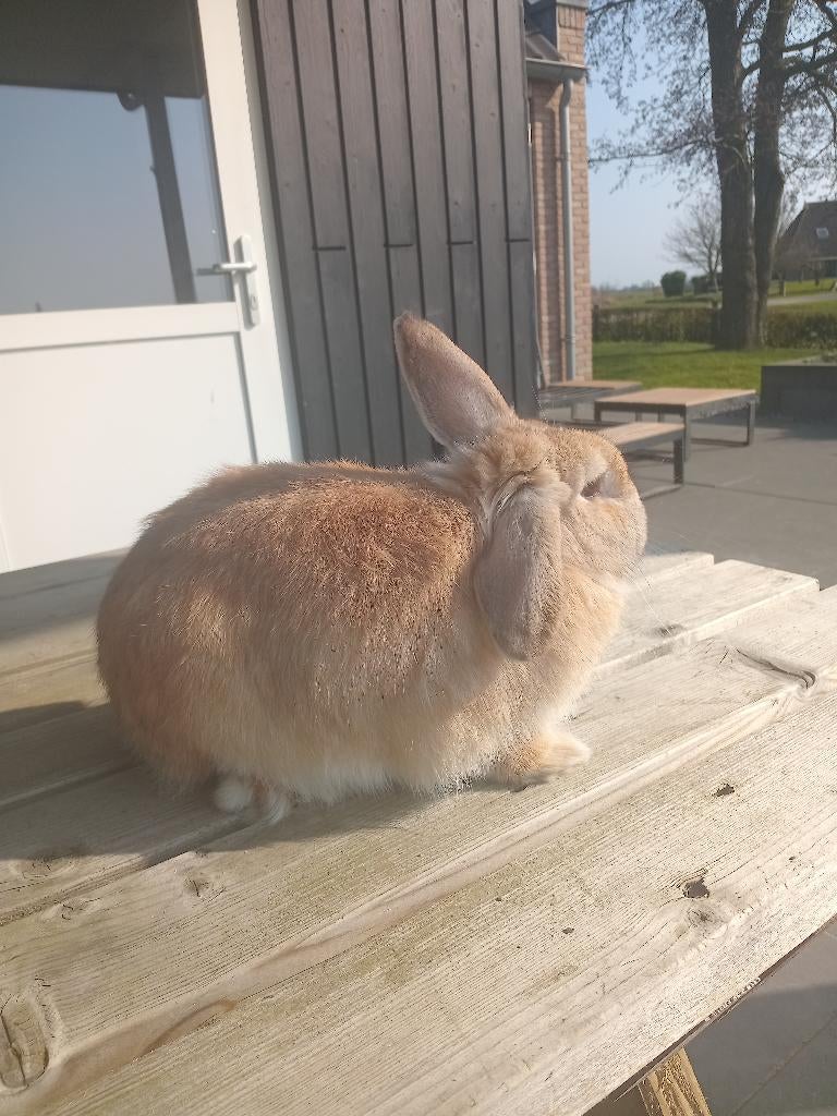 Mooie konijnen, Mannelijk, Middelgroot, 0 tot 2 jaar