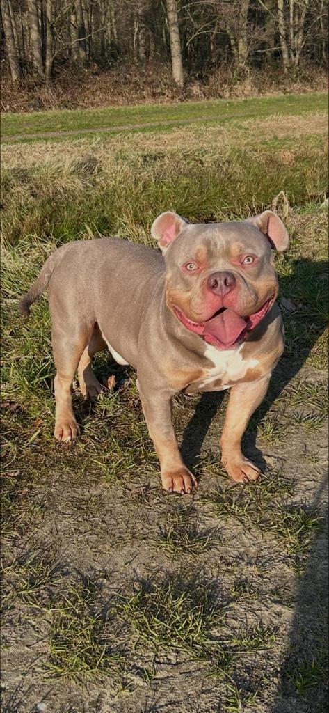 Prachtige pocket bully pups op zoek naar een goude mand, Dieren en Toebehoren, 8 tot 15 weken, Parvo, Meerdere, Meerdere dieren