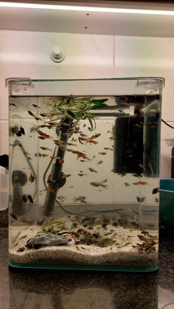 Gratis Helena slakjes en een paar garnalen, Dieren en Toebehoren, Vis, Zoetwatervis