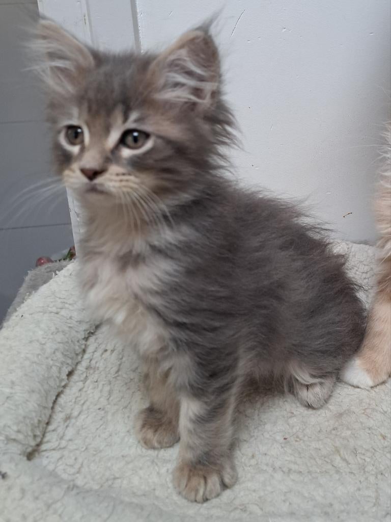 Maine coon met stamboom, Meerdere dieren, Met stamboom, 0 tot 2 jaar
