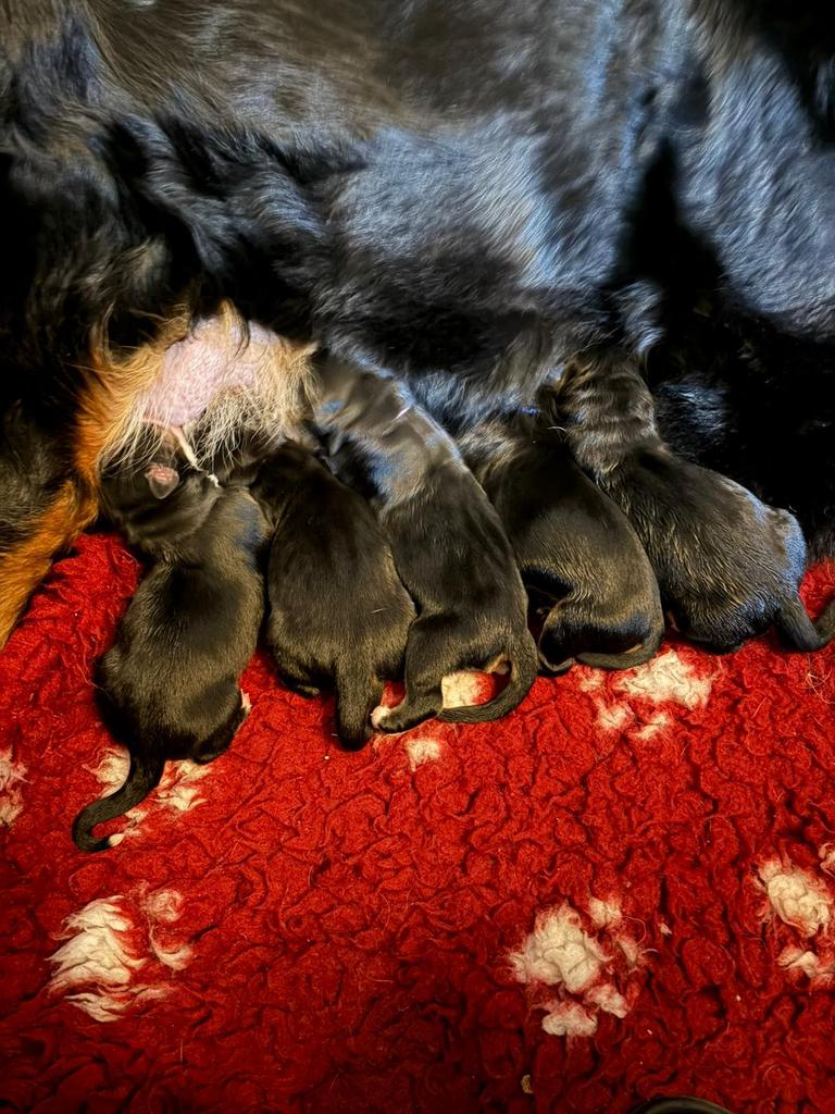 Berner sennen pups, Meerdere, Meerdere dieren, Nederland, Particulier