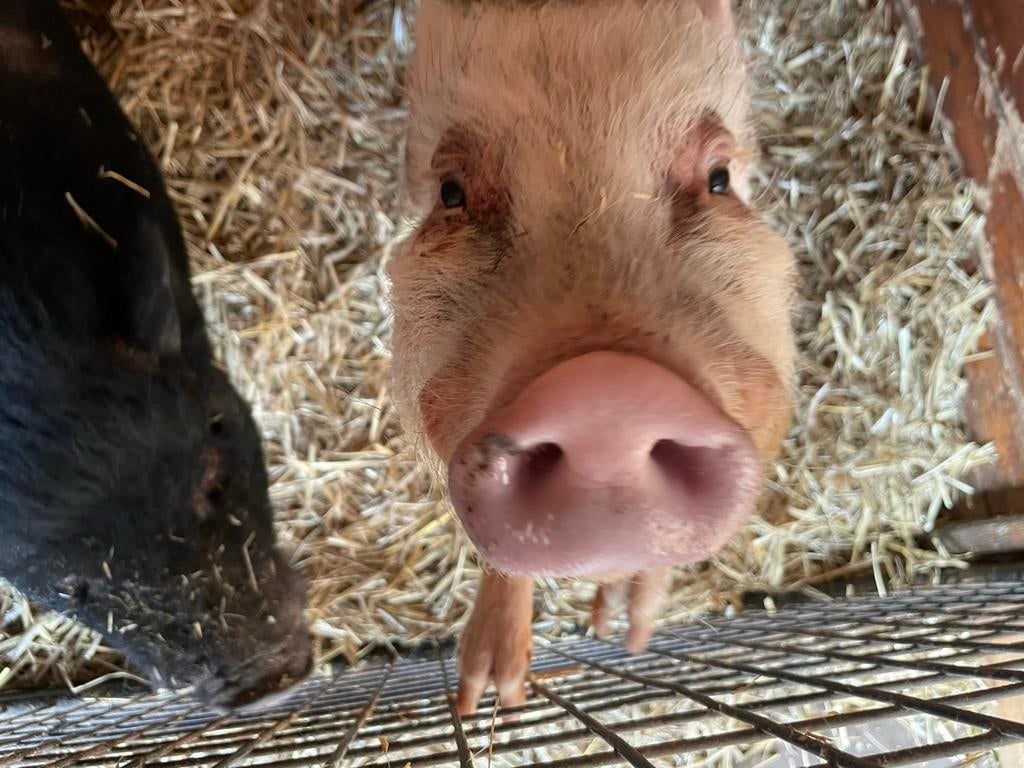 Gratis af te halen, Dieren en Toebehoren, Schapen, Geiten en Varkens, Varken, 3 tot 5 jaar