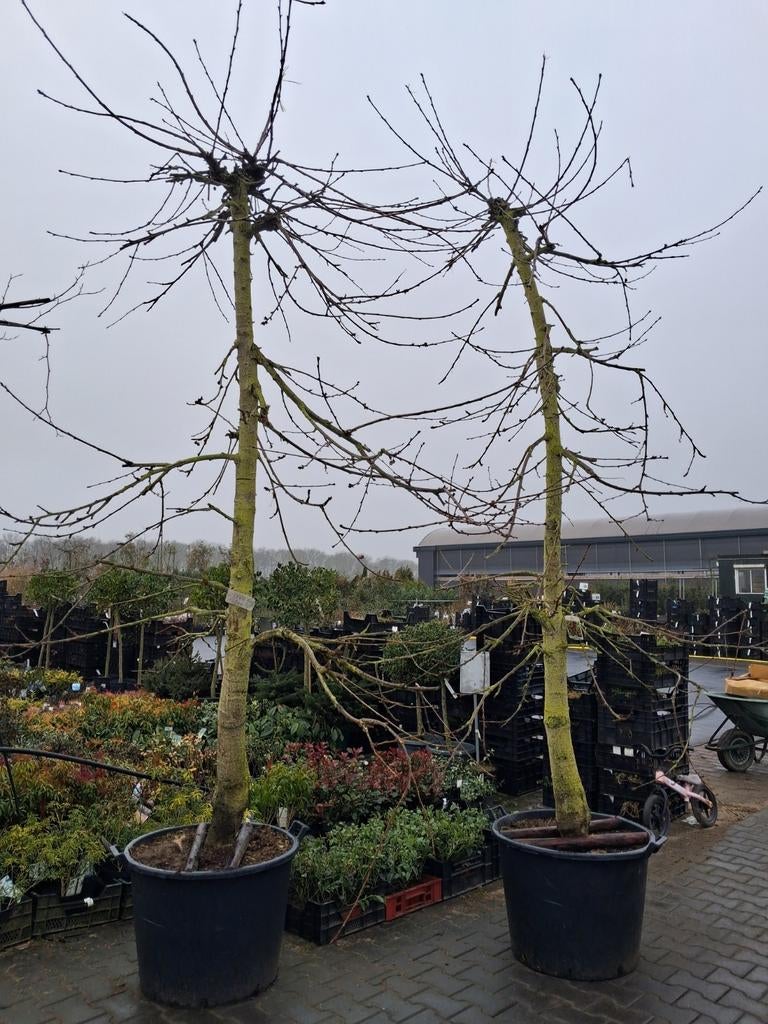 Oude laagstam karakteristieke prunus a Kordia Kersenboom, Lente, Kersenboom, In pot, Ophalen of Verzenden