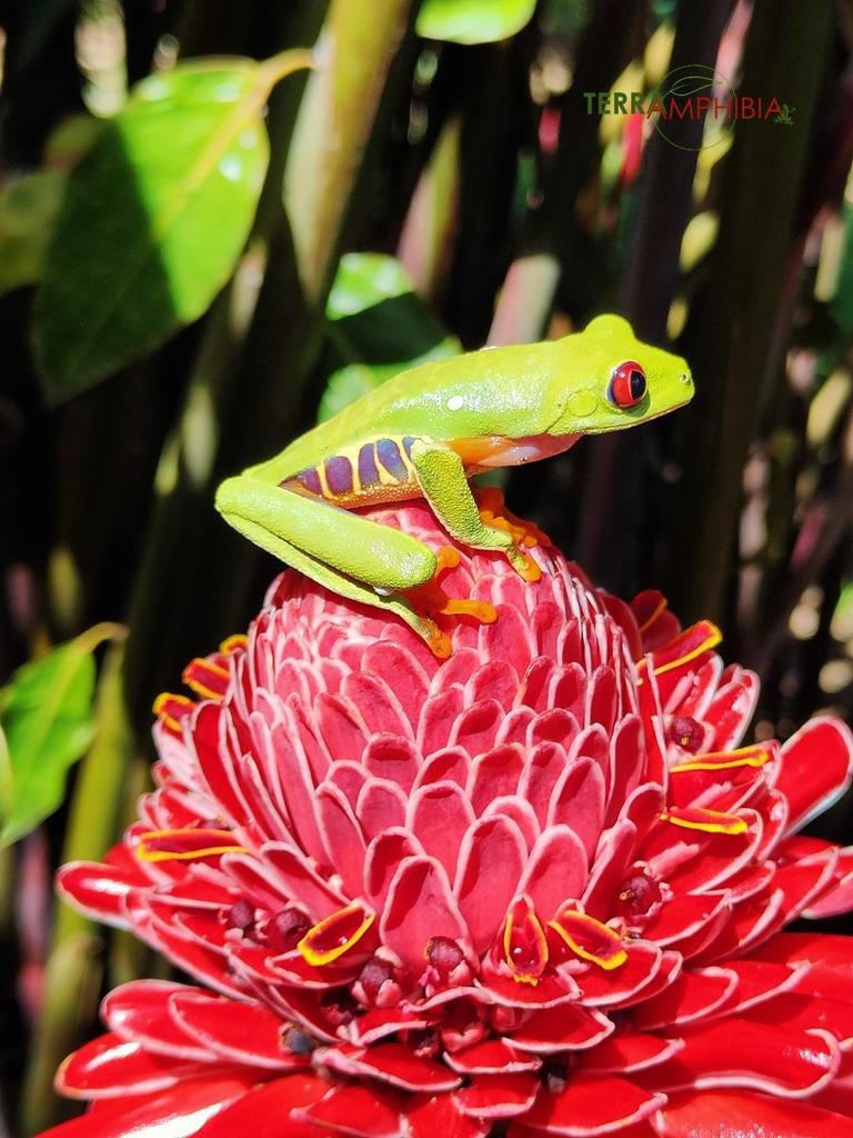Agalychnis callidryas 'Roodoogmaki boomkikkers', Dieren en Toebehoren, Reptielen en Amfibieën, Amfibie, 0 tot 2 jaar