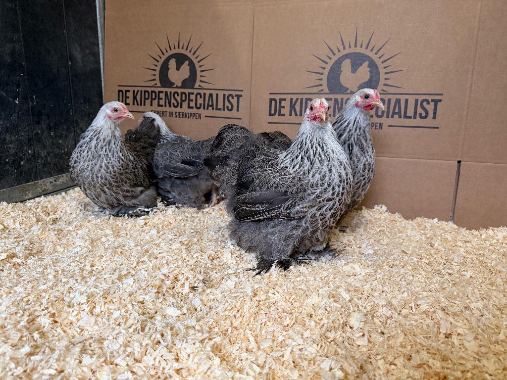 Cochin kriel meerzomig zilver patrijs gesekst en ingeënt, Vrouwelijk, Kip