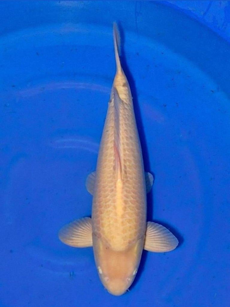 Partij 8x supermooie  koi vissen te koop zie foto's, Karper of Koi