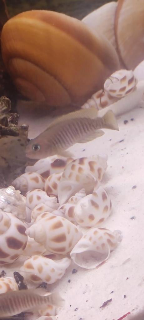 Slakkenhuiscichlide (Neolamprologus multifasciatus)  gezocht, Vis