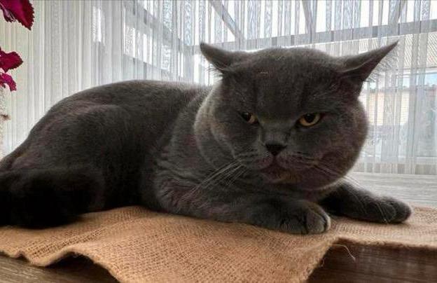 Britse Korthaar Dekkater (Niet te koop)