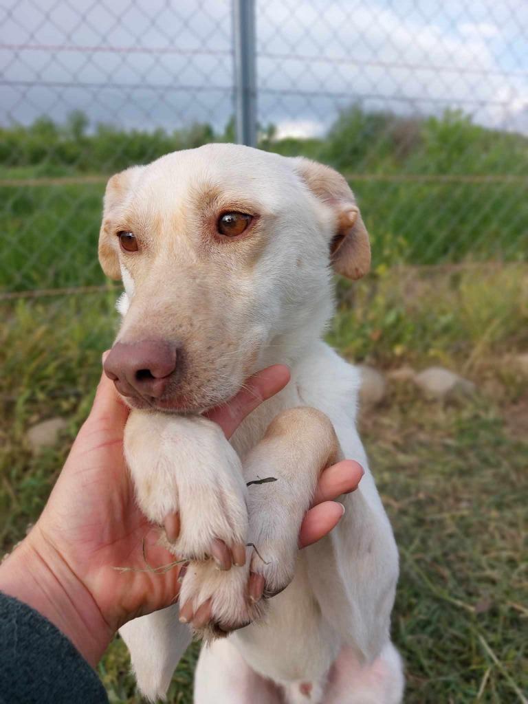 CHESTER MENSGERICHTE REU, MIDDELMAAT, ZOEKT WANDELVRIEND(IN), Particulier, Reu, Buitenland, Parvo