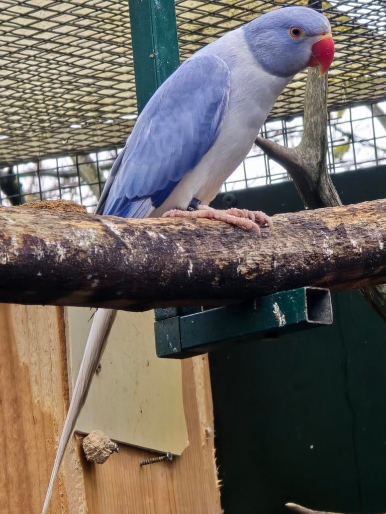 0-1violet opaline bleekstaart, 2025, Vrouwelijk