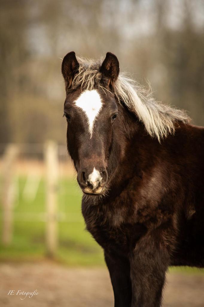 Diverse schwarzwälder fuchsen te koop, Minder dan 160 cm, B, 3 tot 6 jaar, Meerdere dieren