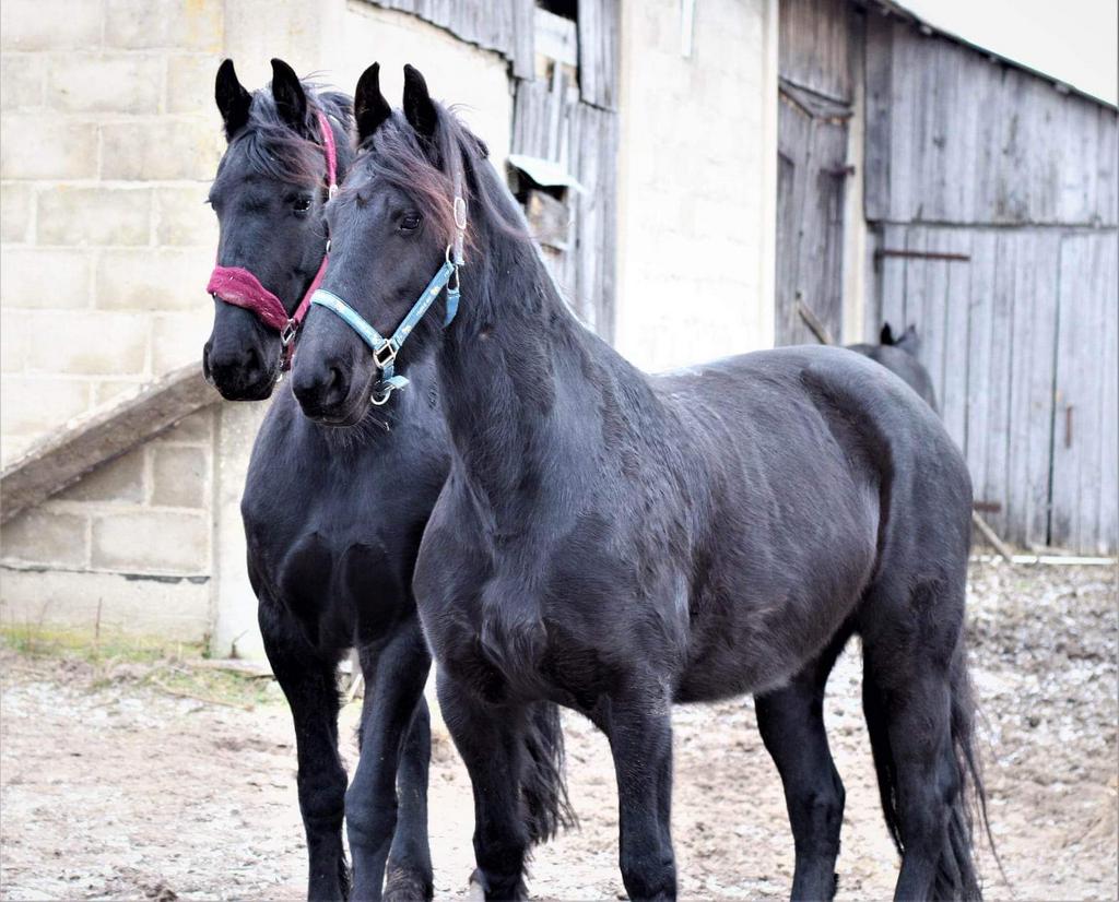 Gezocht stapmolrn, Ophalen of Verzenden