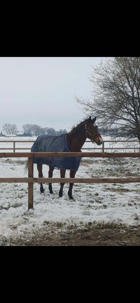 Lieve ruin te koop, Dieren en Toebehoren, Met stamboom, Ruin, Niet van toepassing, 170 tot 175 cm