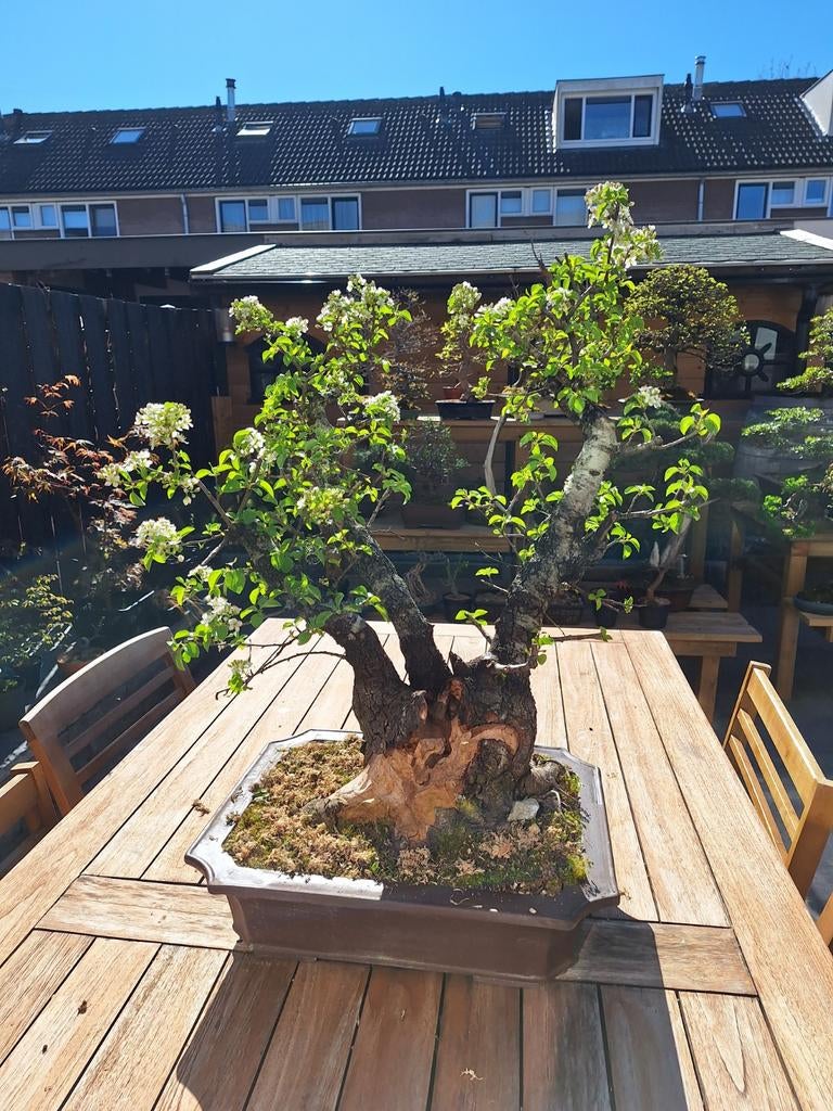 Prunus Mahaleb Bonsai, Tuin en Terras, Ophalen, Hout