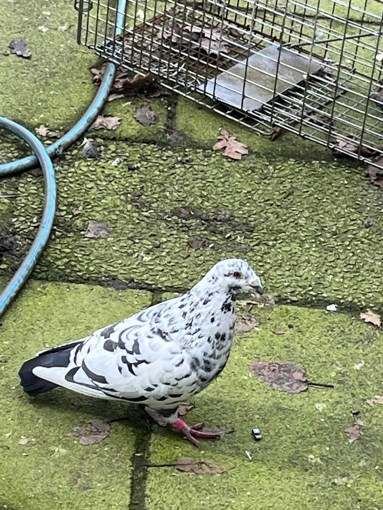 Duiven kroppers, Dieren en Toebehoren, Vogels | Duiven, Meerdere dieren, Postduif