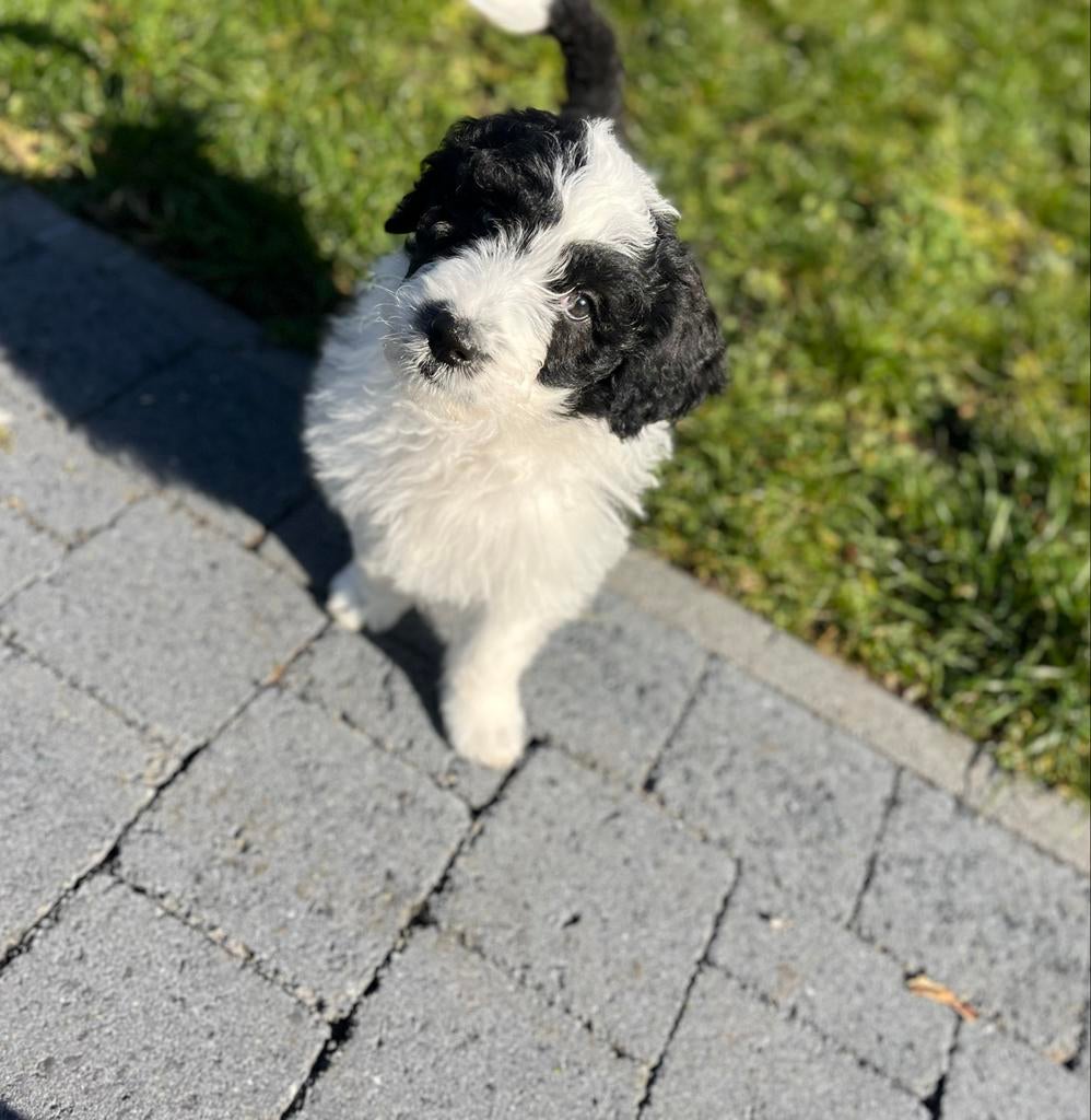 Knappe Aussiedoodle pups (Australische herder x Poedel), Dieren en Toebehoren, Honden | Herdershonden en Veedrijvers, Parvo, België