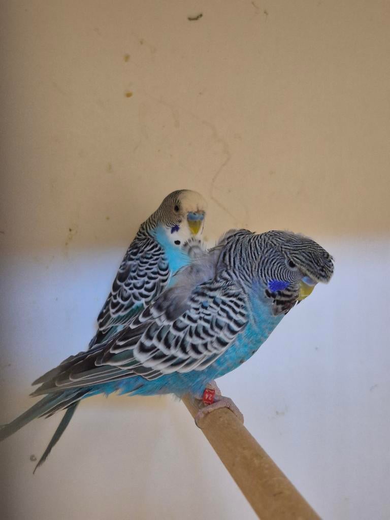 Blackface frillback (Hagoromo) man, Mannelijk, Parkiet, Geringd