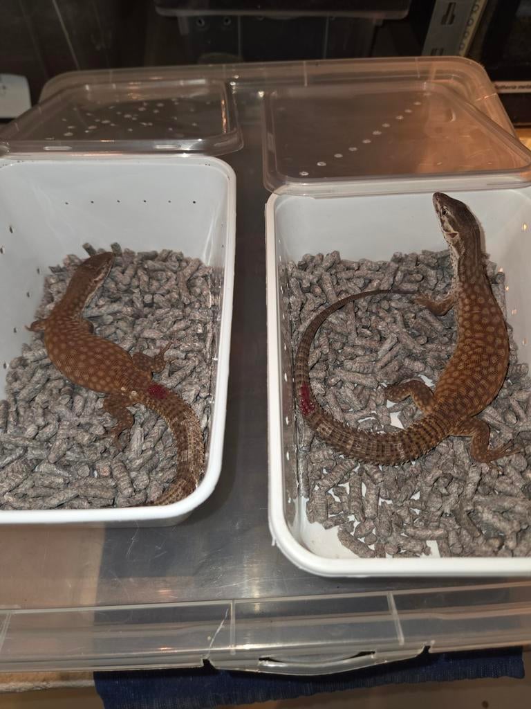 Varanus acanthurus red ackie cb 2025 Monitor Lizard - unknown for sale from George