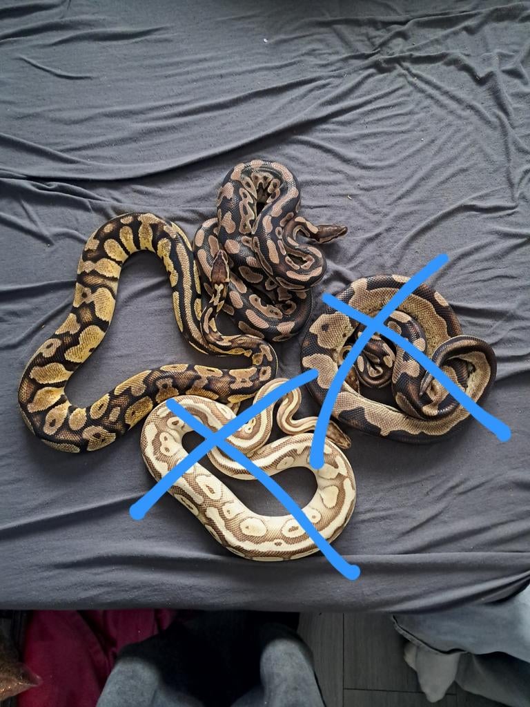 koningspython gaan samen weg Ball Python - unknown for sale from jayden