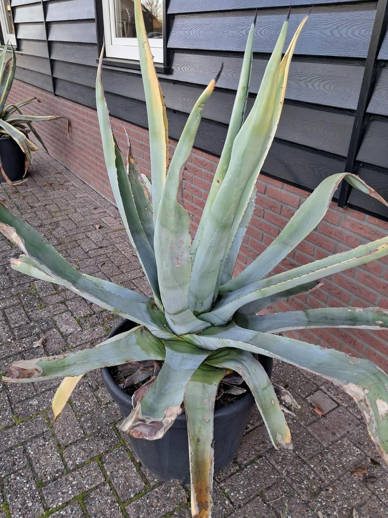 2 grote Agave, Volle zon, Vaste plant, Bloeit niet, Ophalen