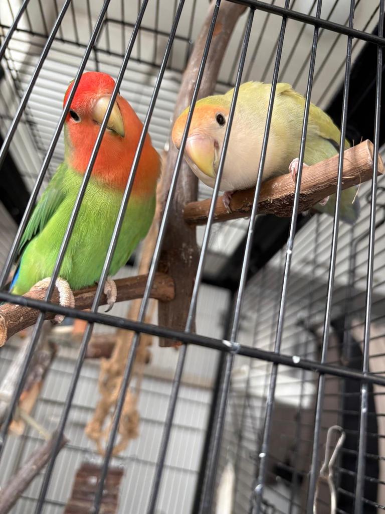 Liefdevol thuis gezocht voor agapornis koppel Coco & Chanel, Dieren en Toebehoren, Vogels | Parkieten en Papegaaien, Meerdere dieren